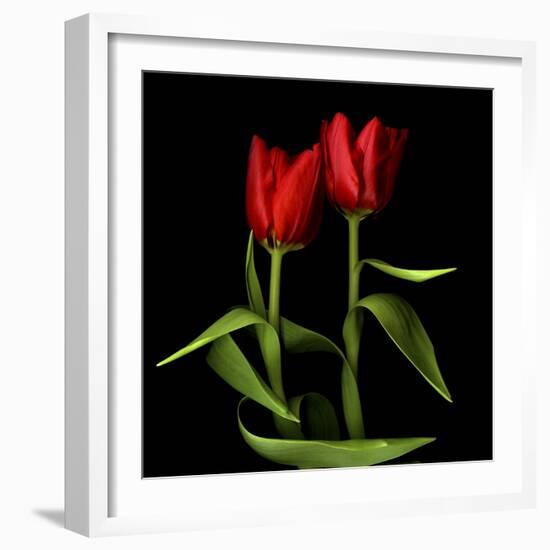 Tulips Embracing-Magda Indigo-Framed Photographic Print