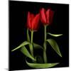 Tulips Embracing-Magda Indigo-Mounted Photographic Print