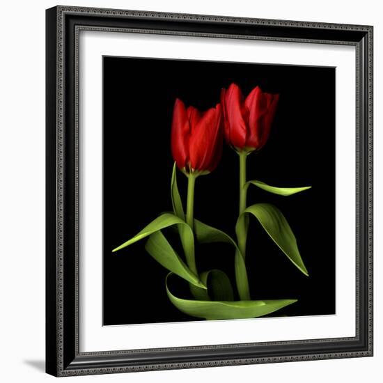 Tulips Embracing-Magda Indigo-Framed Photographic Print