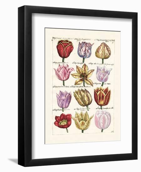 Tulips en Masse I-null-Framed Art Print