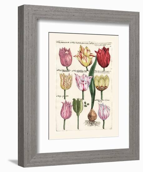 Tulips en Masse II-null-Framed Art Print