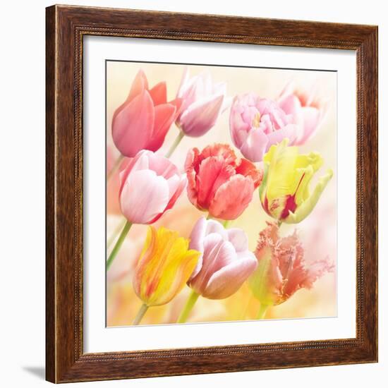 Tulips Flowers Close Up for-Svetlana Foote-Framed Art Print