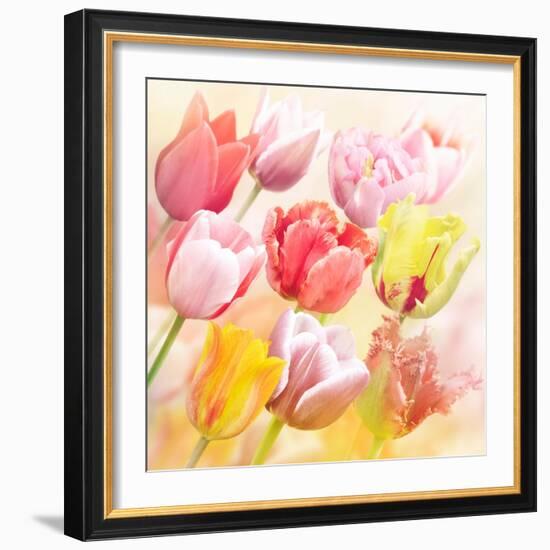 Tulips Flowers Close Up for-Svetlana Foote-Framed Art Print