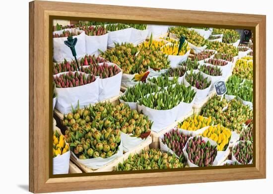 Tulips for Sale in the Bloemenmarkt, the Floating Flower Market, Amsterdam, Netherlands, Europe-Amanda Hall-Framed Premier Image Canvas