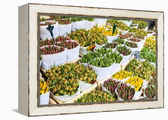 Tulips for Sale in the Bloemenmarkt, the Floating Flower Market, Amsterdam, Netherlands, Europe-Amanda Hall-Framed Premier Image Canvas