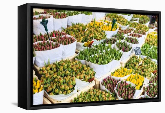 Tulips for Sale in the Bloemenmarkt, the Floating Flower Market, Amsterdam, Netherlands, Europe-Amanda Hall-Framed Premier Image Canvas