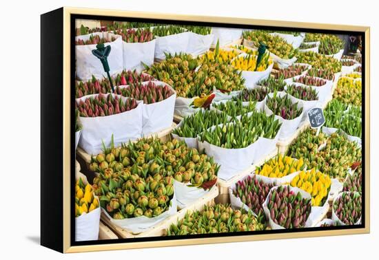 Tulips for Sale in the Bloemenmarkt, the Floating Flower Market, Amsterdam, Netherlands, Europe-Amanda Hall-Framed Premier Image Canvas