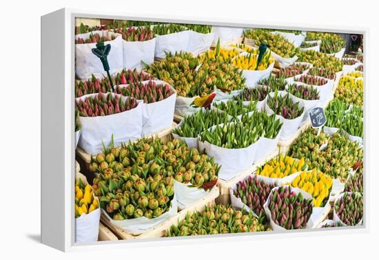 Tulips for Sale in the Bloemenmarkt, the Floating Flower Market, Amsterdam, Netherlands, Europe-Amanda Hall-Framed Premier Image Canvas