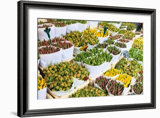 Tulips for Sale in the Bloemenmarkt, the Floating Flower Market, Amsterdam, Netherlands, Europe-Amanda Hall-Framed Photographic Print