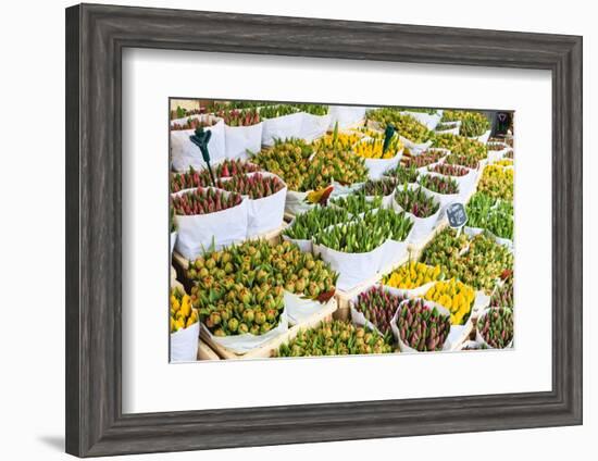 Tulips for Sale in the Bloemenmarkt, the Floating Flower Market, Amsterdam, Netherlands, Europe-Amanda Hall-Framed Photographic Print