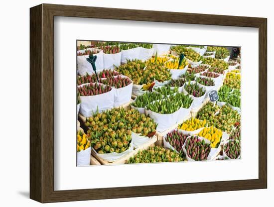 Tulips for Sale in the Bloemenmarkt, the Floating Flower Market, Amsterdam, Netherlands, Europe-Amanda Hall-Framed Photographic Print