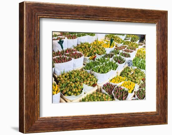 Tulips for Sale in the Bloemenmarkt, the Floating Flower Market, Amsterdam, Netherlands, Europe-Amanda Hall-Framed Photographic Print