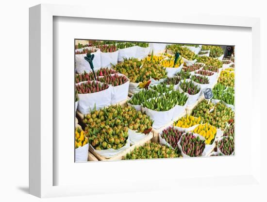 Tulips for Sale in the Bloemenmarkt, the Floating Flower Market, Amsterdam, Netherlands, Europe-Amanda Hall-Framed Photographic Print