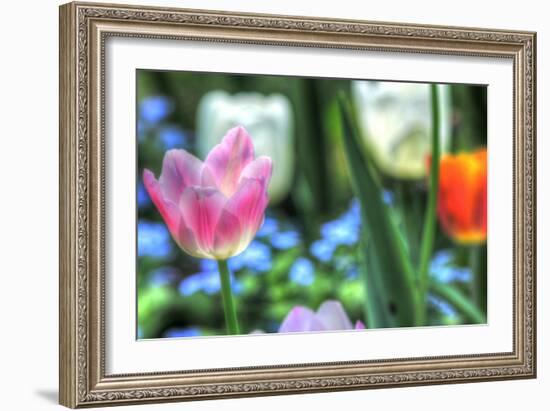 Tulips Four-Robert Goldwitz-Framed Photographic Print