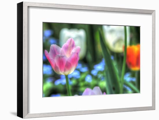 Tulips Four-Robert Goldwitz-Framed Photographic Print