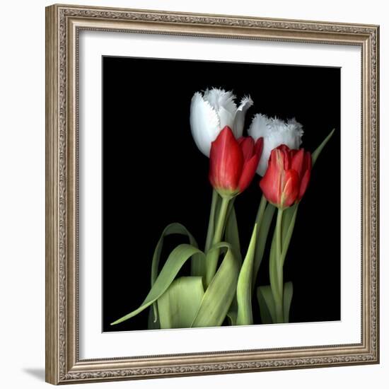 Tulips From Amsterdam-Magda Indigo-Framed Photographic Print