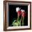 Tulips From Amsterdam-Magda Indigo-Framed Photographic Print