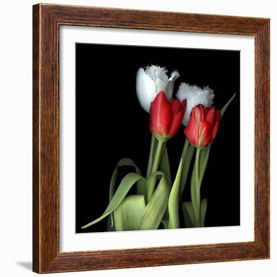 Tulips From Amsterdam-Magda Indigo-Framed Photographic Print