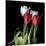 Tulips From Amsterdam-Magda Indigo-Mounted Photographic Print