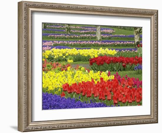 Tulips, Grape Hyacinth and Daffodils, Keukenhof Gardens, Lisse, Netherlands-Adam Jones-Framed Photographic Print