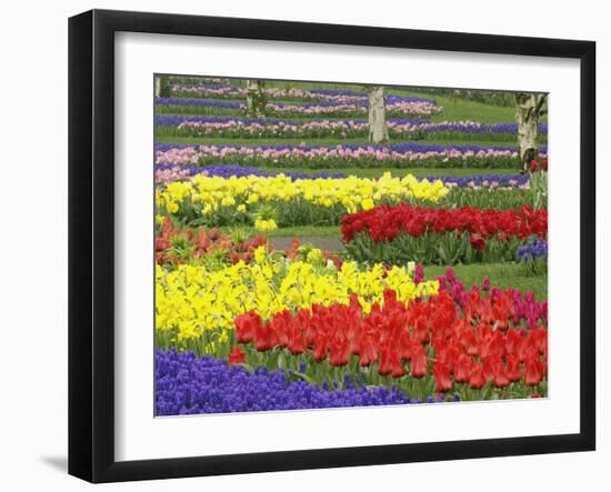 Tulips, Grape Hyacinth and Daffodils, Keukenhof Gardens, Lisse, Netherlands-Adam Jones-Framed Photographic Print