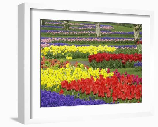 Tulips, Grape Hyacinth and Daffodils, Keukenhof Gardens, Lisse, Netherlands-Adam Jones-Framed Photographic Print