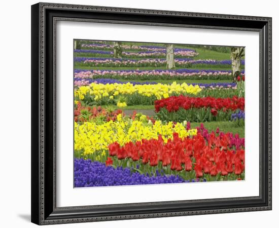 Tulips, Grape Hyacinth and Daffodils, Keukenhof Gardens, Lisse, Netherlands-Adam Jones-Framed Photographic Print