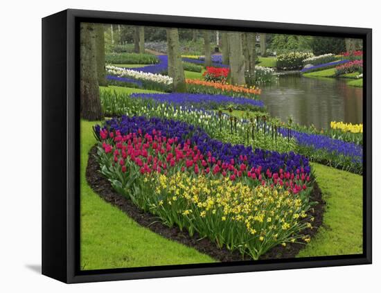 Tulips, Grape Hyacinth and Daffodils, Keukenhof Gardens, Lisse, Netherlands-Adam Jones-Framed Premier Image Canvas