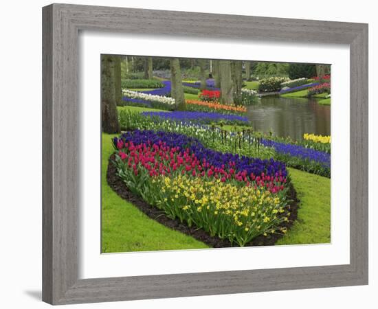 Tulips, Grape Hyacinth and Daffodils, Keukenhof Gardens, Lisse, Netherlands-Adam Jones-Framed Photographic Print