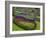 Tulips, Grape Hyacinth and Daffodils, Keukenhof Gardens, Lisse, Netherlands-Adam Jones-Framed Photographic Print