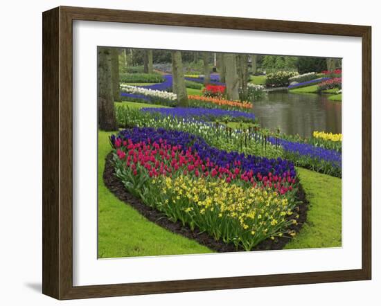 Tulips, Grape Hyacinth and Daffodils, Keukenhof Gardens, Lisse, Netherlands-Adam Jones-Framed Photographic Print