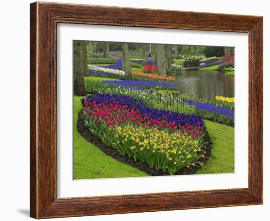 Tulips, Grape Hyacinth and Daffodils, Keukenhof Gardens, Lisse, Netherlands-Adam Jones-Framed Photographic Print