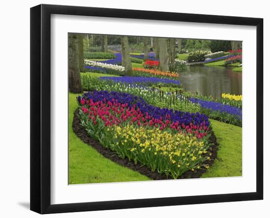Tulips, Grape Hyacinth and Daffodils, Keukenhof Gardens, Lisse, Netherlands-Adam Jones-Framed Photographic Print