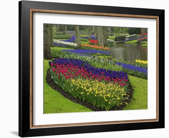 Tulips, Grape Hyacinth and Daffodils, Keukenhof Gardens, Lisse, Netherlands-Adam Jones-Framed Photographic Print