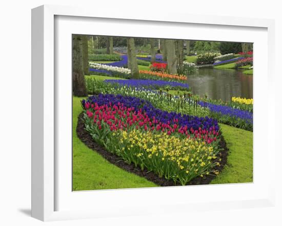 Tulips, Grape Hyacinth and Daffodils, Keukenhof Gardens, Lisse, Netherlands-Adam Jones-Framed Photographic Print