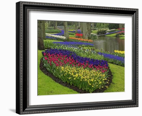 Tulips, Grape Hyacinth and Daffodils, Keukenhof Gardens, Lisse, Netherlands-Adam Jones-Framed Photographic Print