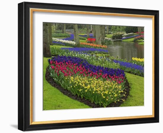 Tulips, Grape Hyacinth and Daffodils, Keukenhof Gardens, Lisse, Netherlands-Adam Jones-Framed Photographic Print