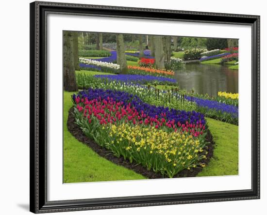 Tulips, Grape Hyacinth and Daffodils, Keukenhof Gardens, Lisse, Netherlands-Adam Jones-Framed Photographic Print