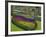 Tulips, Grape Hyacinth and Daffodils, Keukenhof Gardens, Lisse, Netherlands-Adam Jones-Framed Photographic Print