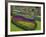 Tulips, Grape Hyacinth and Daffodils, Keukenhof Gardens, Lisse, Netherlands-Adam Jones-Framed Photographic Print