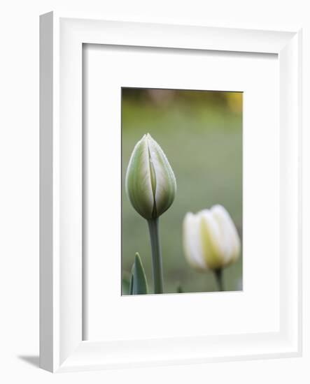 Tulips, herald of spring-Waldemar Langolf-Framed Photographic Print