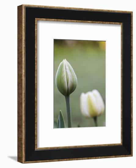 Tulips, herald of spring-Waldemar Langolf-Framed Photographic Print