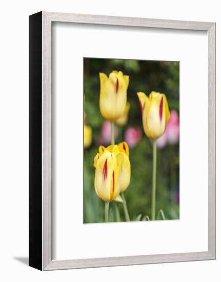 Tulips, herald of spring-Waldemar Langolf-Framed Photographic Print