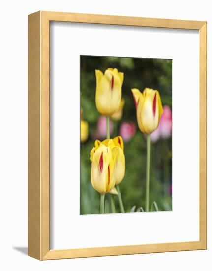 Tulips, herald of spring-Waldemar Langolf-Framed Photographic Print