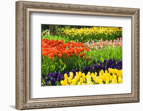 Tulips, Hyacinths and Daffodils-Colette2-Framed Photographic Print