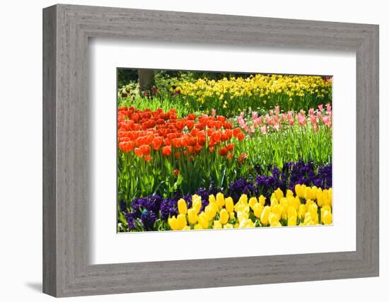 Tulips, Hyacinths and Daffodils-Colette2-Framed Photographic Print