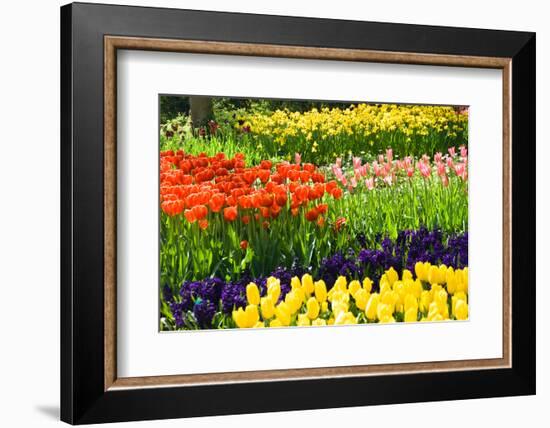 Tulips, Hyacinths and Daffodils-Colette2-Framed Photographic Print