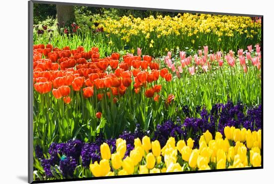 Tulips, Hyacinths and Daffodils-Colette2-Mounted Photographic Print