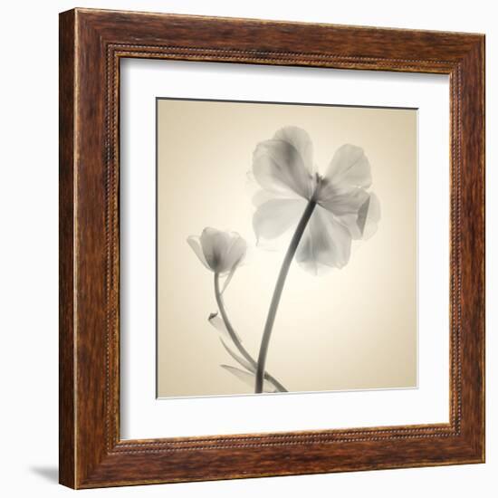 Tulips II-Judy Stalus-Framed Art Print