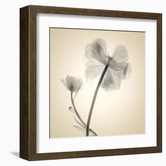 Tulips II-Judy Stalus-Framed Art Print